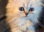 CFA Registered Male Silver Shaded Kitten - Persian Cat For Sale - Perry&comma; FL&comma; US