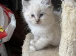 Tica seal lynx mitted male - Ragdoll Cat For Sale - Butler&comma; PA&comma; US