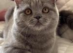 Luna - British Shorthair Cat For Sale - Brooklyn&comma; NY&comma; US