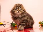 Enifer - Scottish Fold Cat For Sale - Norwalk&comma; CT&comma; US