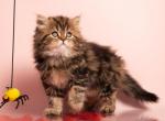 Emelya - Scottish Straight Cat For Sale - Pembroke Pines&comma; FL&comma; US