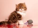 Elisey - Scottish Straight Cat For Sale - Hollywood&comma; FL&comma; US