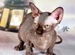 Gina - Bambino Cat For Sale - Norwalk&comma; CT&comma; US