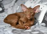 Rose - Oriental Cat For Sale - Pembroke Pines&comma; FL&comma; US