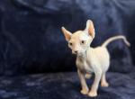 Gold Eye Male Spynx - Sphynx Cat For Sale - Okeechobee&comma; FL&comma; US