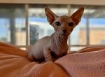 Bambino orange male - Bambino Cat For Sale - Okeechobee&comma; FL&comma; US