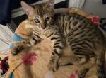 New Years Bengal Kitten - Bengal Cat For Sale - VA&comma; US