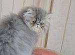 Persian Kitten Cuteness - Persian Cat For Sale - Satellite Beach&comma; FL&comma; US