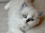 Sprinkles - Ragdoll Cat For Sale - Hamtramck&comma; MI&comma; US