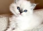 Twinkles - Ragdoll Cat For Sale - Hamtramck&comma; MI&comma; US