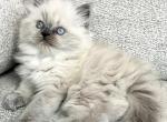 Blingles - Ragdoll Cat For Sale - Hamtramck&comma; MI&comma; US