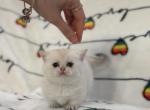 Milky - Munchkin Cat For Sale - Houston&comma; TX&comma; US