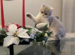 Eddi - British Shorthair Cat For Sale - Grayslake&comma; IL&comma; US