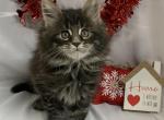 TICA male Storm - Maine Coon Cat For Sale - Waterloo&comma; IN&comma; US