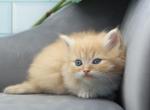 Marina of RomanovCats - Siberian Cat For Sale - Ashburn&comma; VA&comma; US