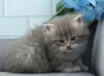 Melvin of RomanovCats - Siberian Cat For Sale - Ashburn&comma; VA&comma; US