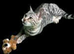 Kosta Kerr Lake Bengals - Bengal Cat For Sale/Retired Breeding - Norlina&comma; NC&comma; US