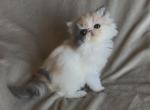 Farrah - Exotic Cat For Sale - Syracuse&comma; NY&comma; US