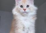 Qwentin - Maine Coon Cat For Sale - Grayslake&comma; IL&comma; US