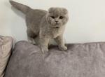 Scottish Fold - Scottish Fold Cat For Sale - Sedalia&comma; MO&comma; US
