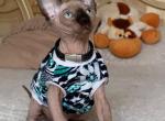 Diego - Sphynx Cat For Sale - Pembroke Pines&comma; FL&comma; US