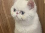 Kitty - Exotic Cat For Sale - Pembroke Pines&comma; FL&comma; US