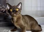 Rayana - Burmese Cat For Sale - Norwalk&comma; CT&comma; US