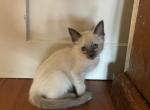 Taley - Siamese Cat For Sale - Phila&comma; PA&comma; US