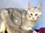 Zabava - Maine Coon Cat For Sale - Miami&comma; FL&comma; US
