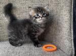 Girl Siberian Purebred Black Brown Tabby - Siberian Cat For Sale - Old Bridge&comma; NJ&comma; US