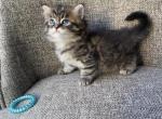 Boy Siberian Purebred Black Brown Tabby - Siberian Cat For Sale - Old Bridge&comma; NJ&comma; US