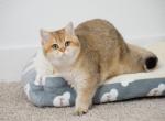 Dilara Shantaren Shakh ny11 - British Shorthair Cat For Sale - CA&comma; US