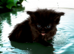 Clara - Munchkin Cat For Sale - Neosho&comma; MO&comma; US