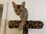 Lime - Savannah Cat For Sale - Bradenton&comma; FL&comma; US