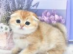 Barni - Scottish Fold Cat For Sale - Chicago&comma; IL&comma; US
