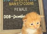 Peppermint - Maine Coon Cat For Sale - Braham&comma; MN&comma; US