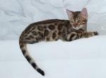Deizi - Bengal Cat For Sale - Norwalk&comma; CT&comma; US
