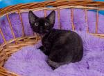 Infiniti - Devon Rex Cat For Sale - Norwalk&comma; CT&comma; US