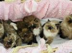 Thanksgiving Litter - Ragdoll Cat For Sale - Saint Clair&comma; MI&comma; US