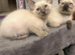 Gracie - Balinese Cat For Sale - Phila&comma; PA&comma; US