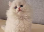 Lusya - British Shorthair Cat For Sale - Norwalk&comma; CT&comma; US