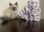 Himalayan sweet boy - Himalayan Cat For Sale - Auburn&comma; WA&comma; US
