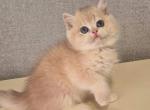 Like - British Shorthair Cat For Sale - Norwalk&comma; CT&comma; US