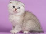 Kontik - Scottish Fold Cat For Sale - Norwalk&comma; CT&comma; US