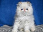 Shans - Persian Cat For Sale - Pembroke Pines&comma; FL&comma; US