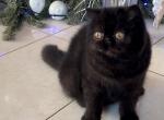 Agate - Exotic Cat For Sale - Pembroke Pines&comma; FL&comma; US