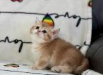 Wolfy - British Shorthair Cat For Sale - Houston&comma; TX&comma; US
