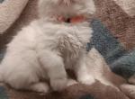 Ragdoll2 - Ragdoll Cat For Sale - Pittsburgh&comma; PA&comma; US