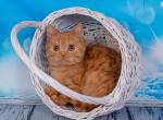 Elvin - British Shorthair Cat For Sale - Norwalk&comma; CT&comma; US