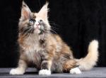 Tusya - Maine Coon Cat For Sale - Miami&comma; FL&comma; US